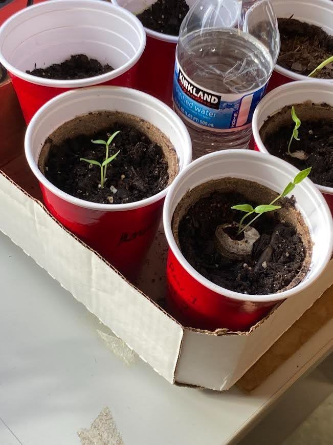 Tray of seedlings sprouting in red cups next to a water bottle