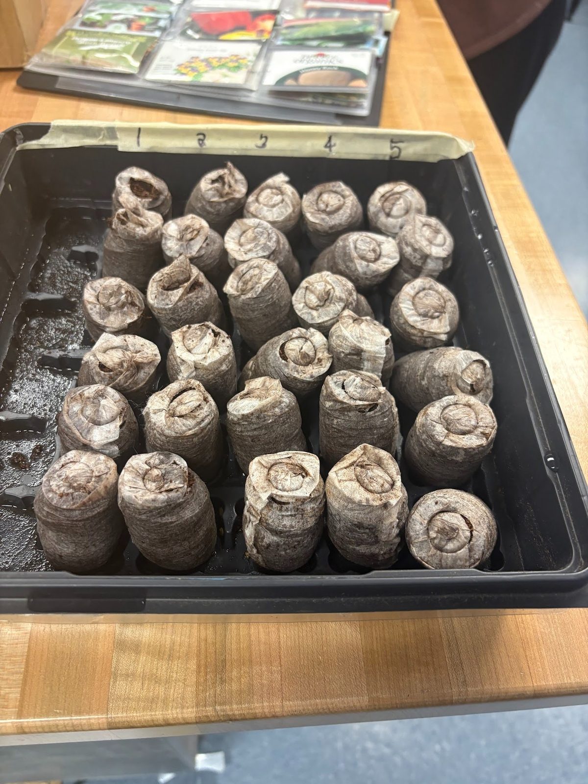 Tray of numbered peat seed-starting pellets before planting