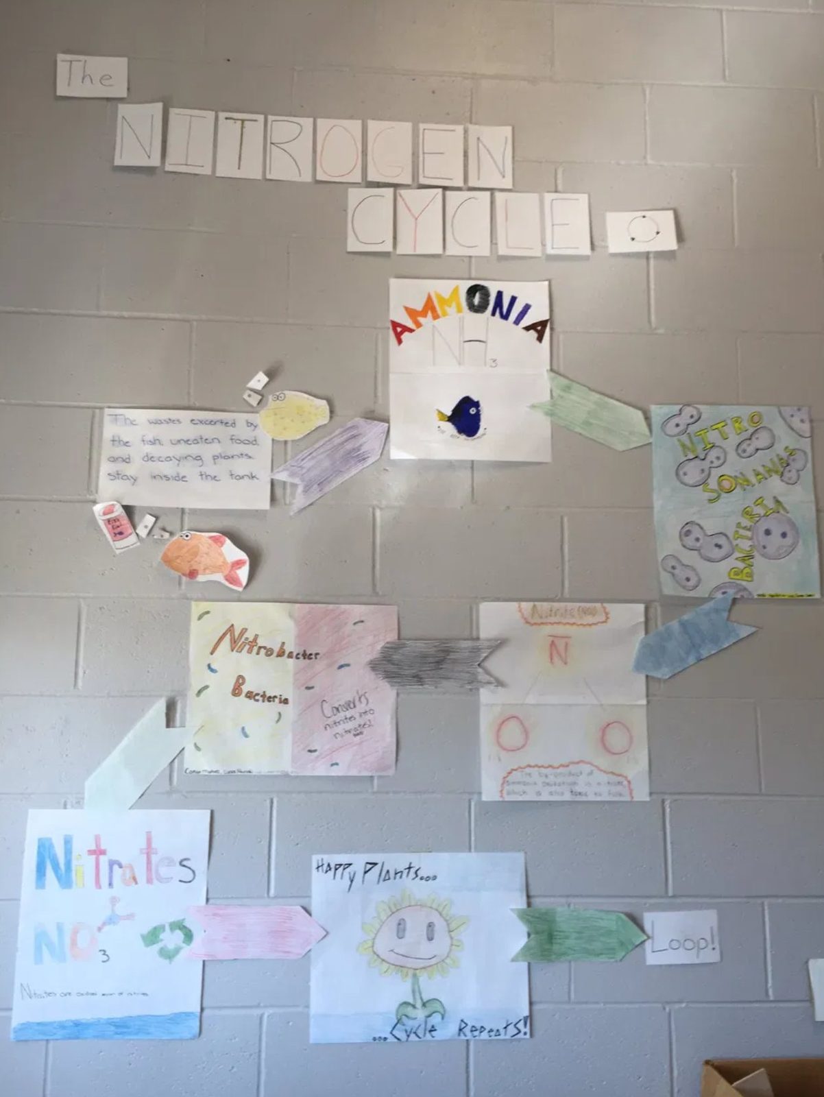 Student-made poster wall explaining the nitrogen cycle, from ammonia to nitrites to nitrates to happy plants
