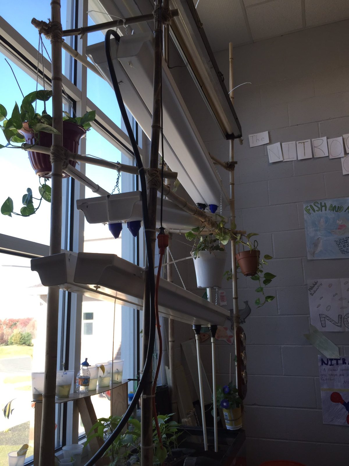 Side view of the bamboo grow-bed tower along the classroom window, with pothos and morning glory trailing out of the beds