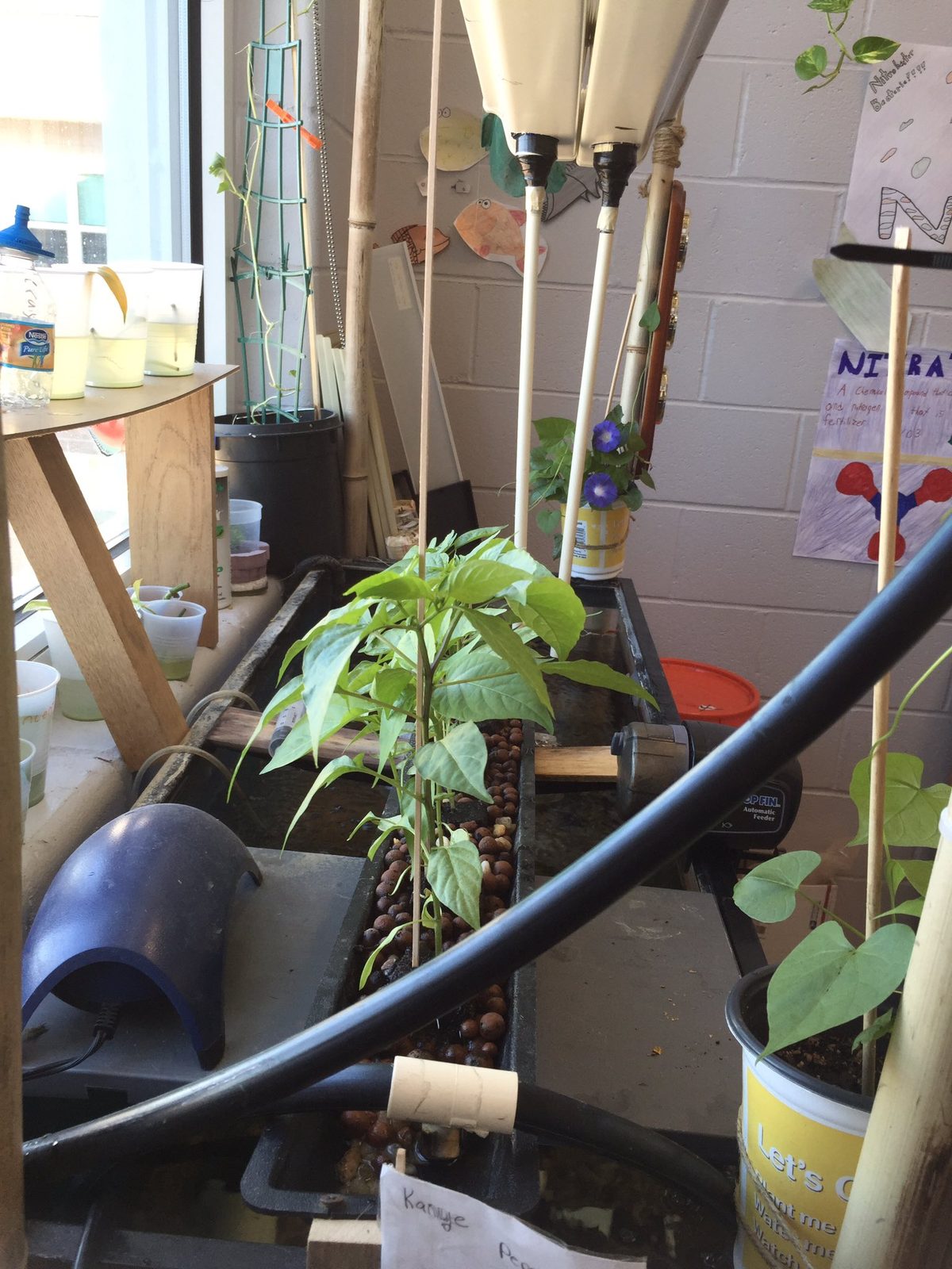 Close-up of a pepper plant growing in a hydroponic grow-bed on clay pebbles, part of the classroom aquaponics system