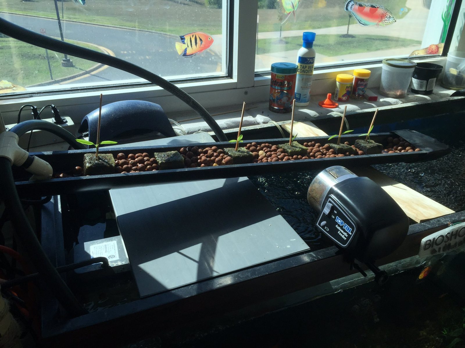 Grow-bed with seedlings sprouting from clay pebbles beside the classroom fish tank, with fish food and water conditioner on the windowsill