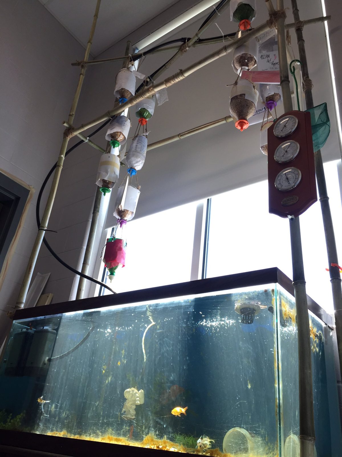 Bamboo aquaponics tower built over a 70-gallon classroom aquarium