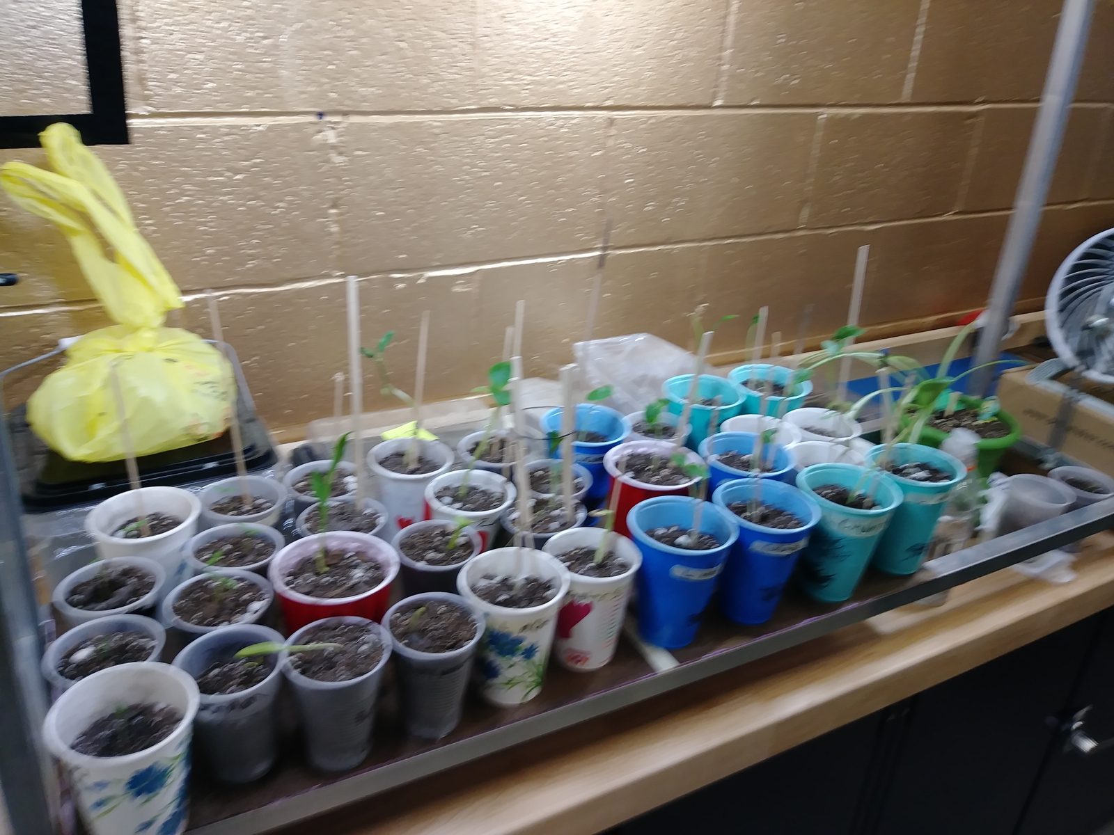 Rows of seedlings sprouting in repurposed cups, each with a probe for the automated monitoring system