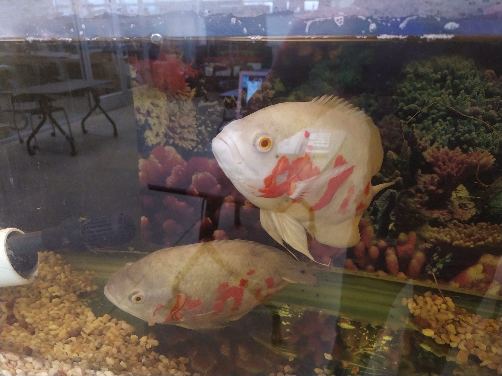 Close-up of two large Oscar fish swimming in the classroom aquaponics tank