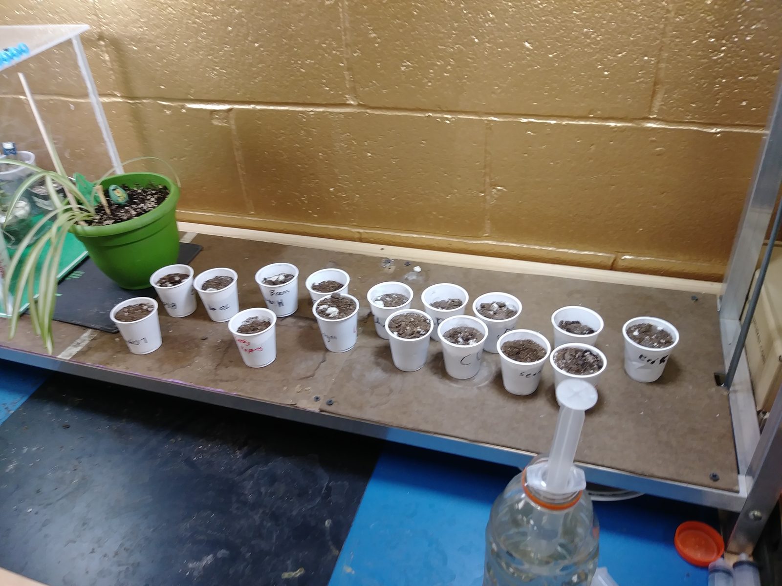 Labeled soil-sample cups lined up for a growing experiment, next to a bottle-drip watering setup