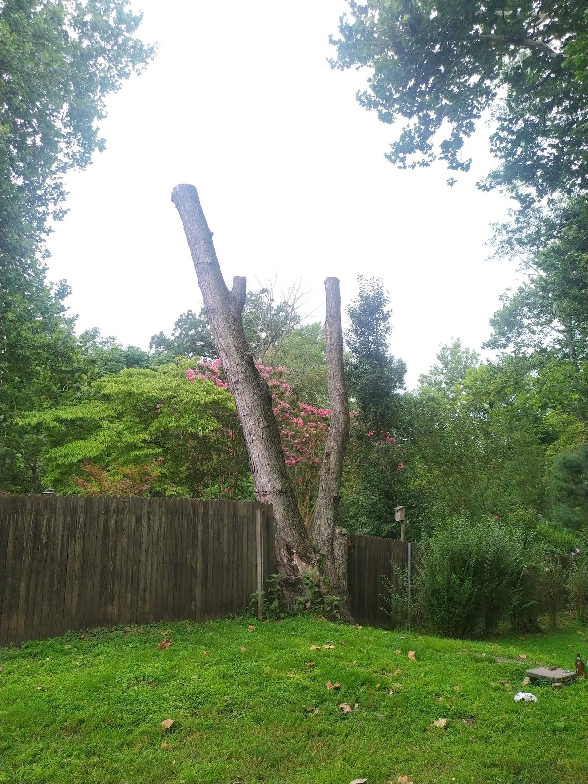 Two trees freshly cut down, stumps left in the backyard lawn