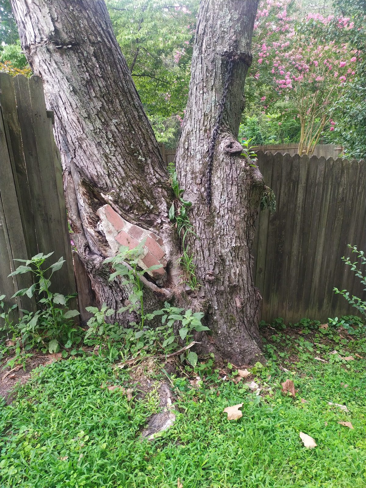 Close-up of an old tree trunk with bark damage against the fence