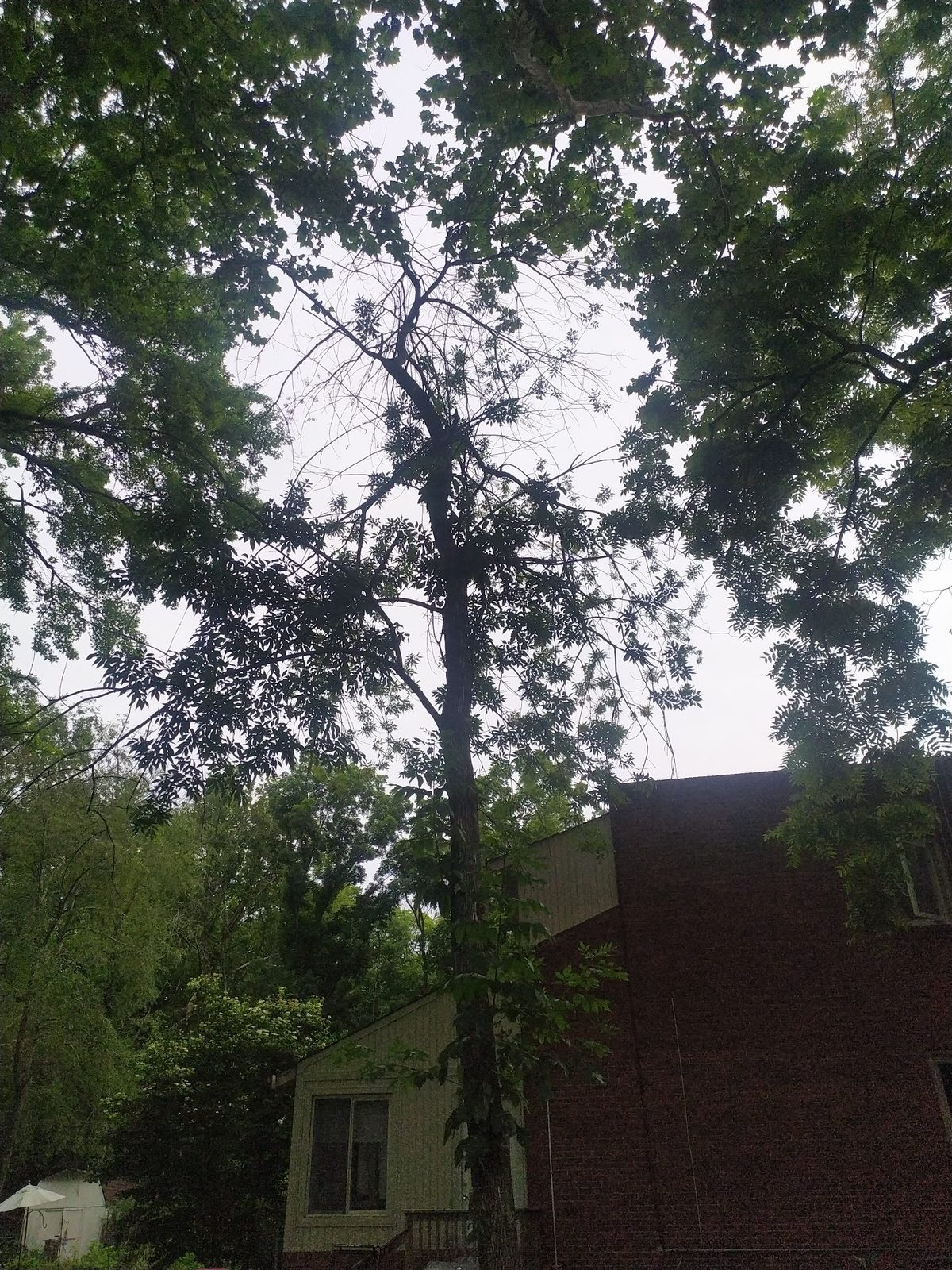 Trees framing a view toward the neighbor's building