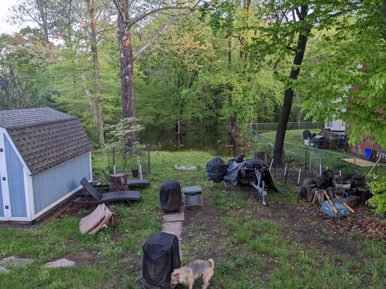New shed sitting in the wooded backyard, Booker the dog resting nearby