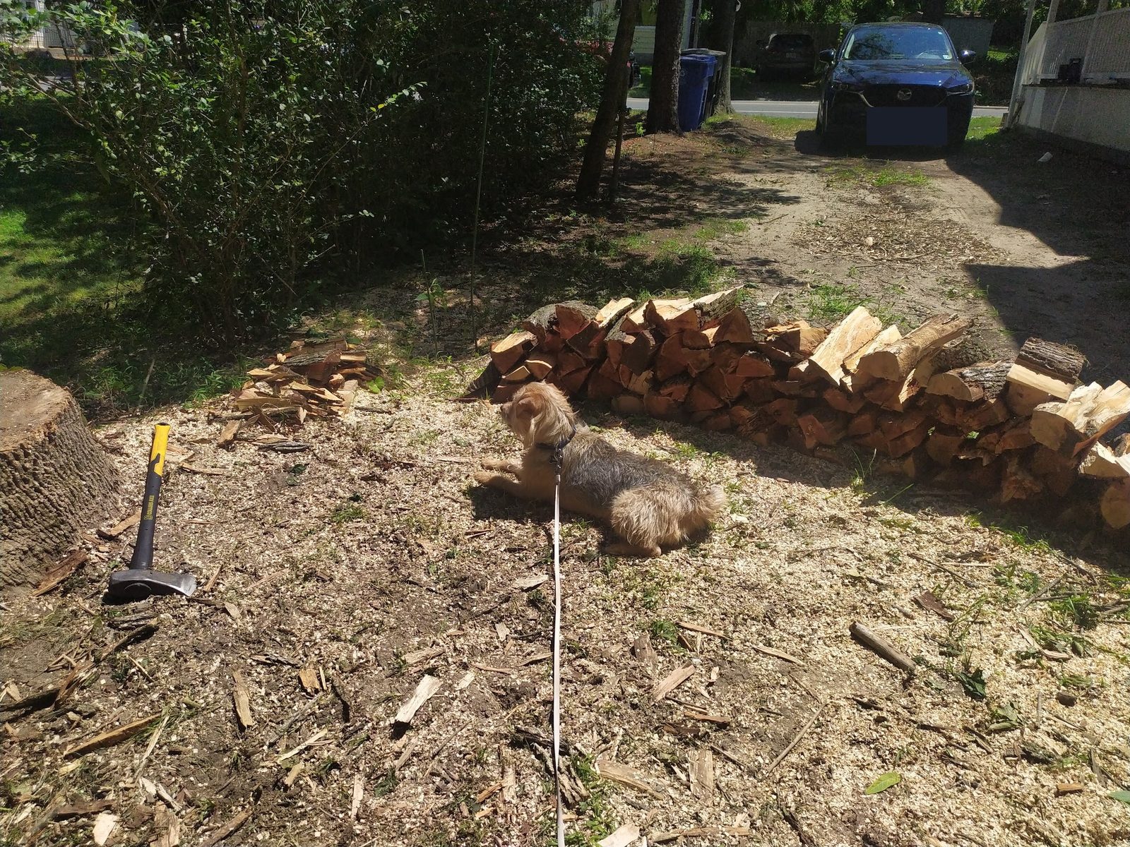 Booker the dog resting near a stacked woodpile in the side yard