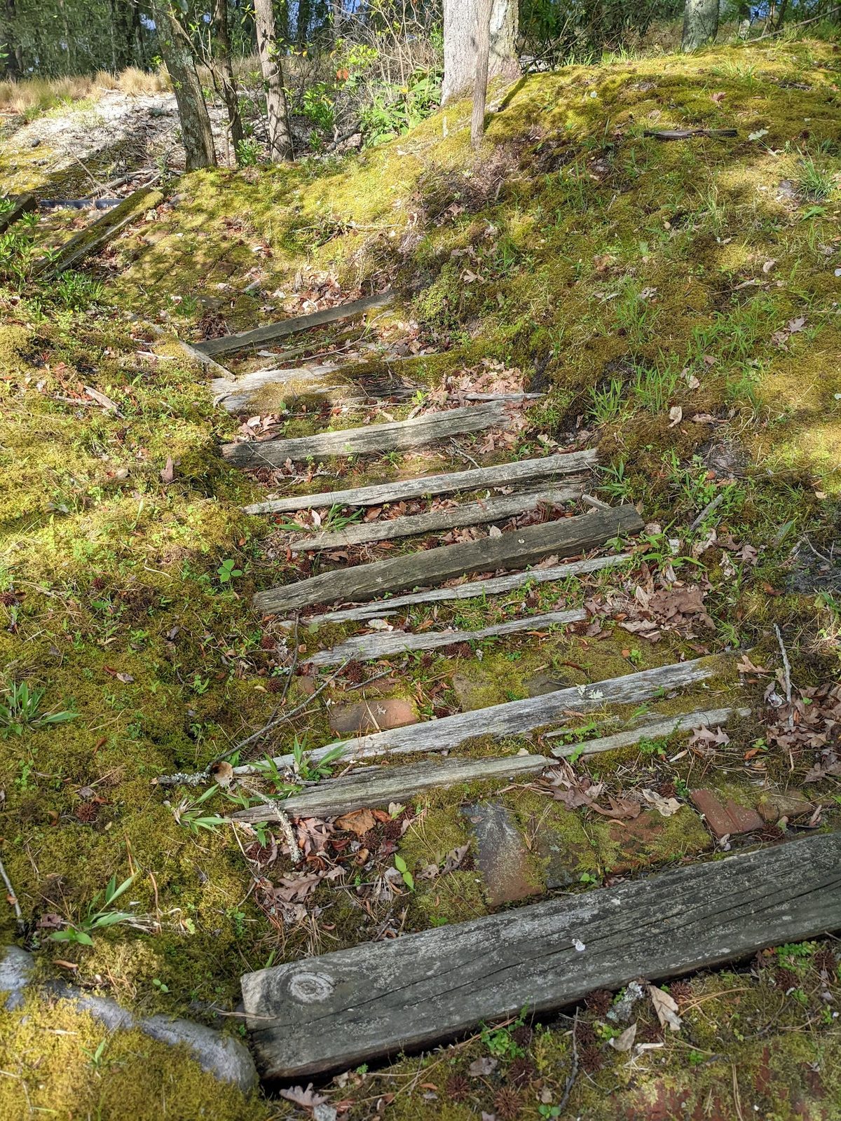 Old rickety wooden steps down the wooded slope, overgrown with moss