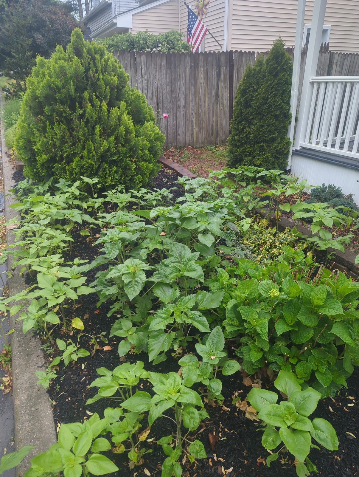 Evergreen shrubs and a hydrangea in the mulched foundation bed