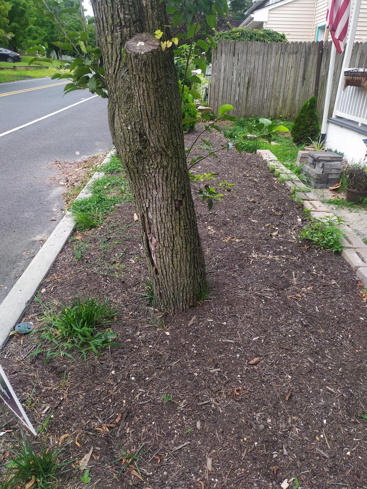 Freshly mulched flower bed around a large curbside tree