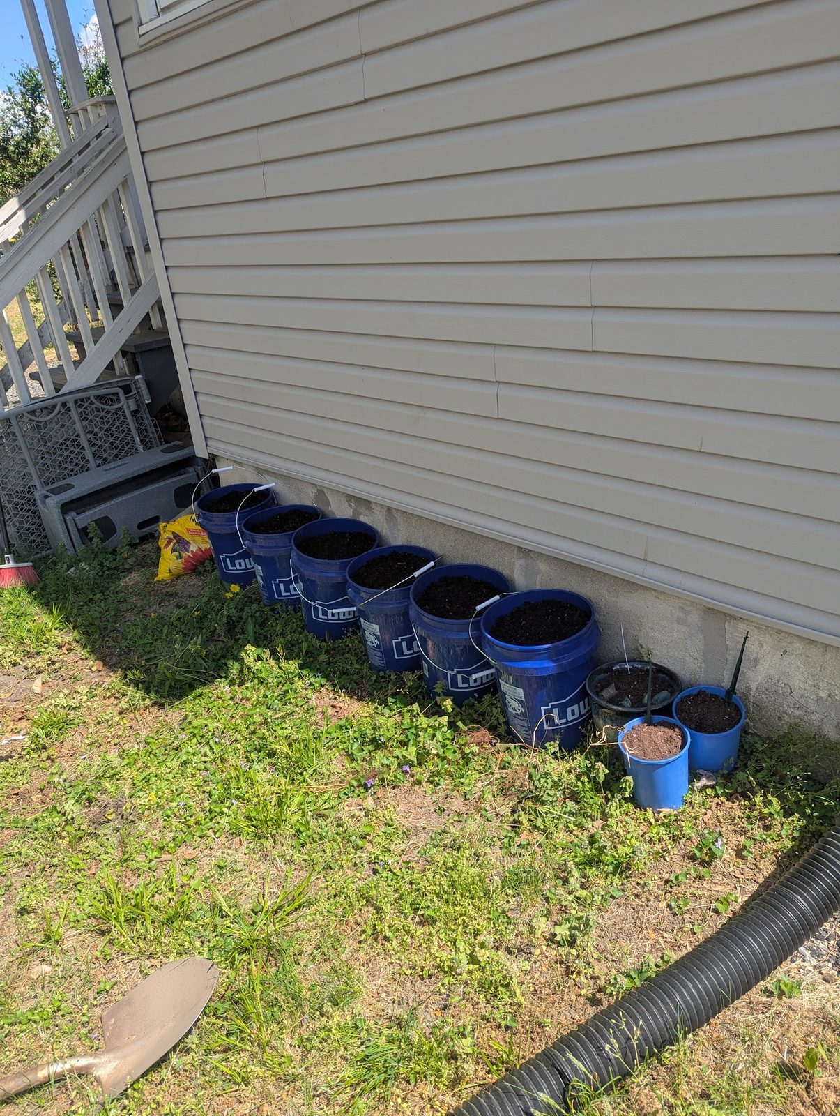 Five-gallon buckets used as planters lined against the house foundation