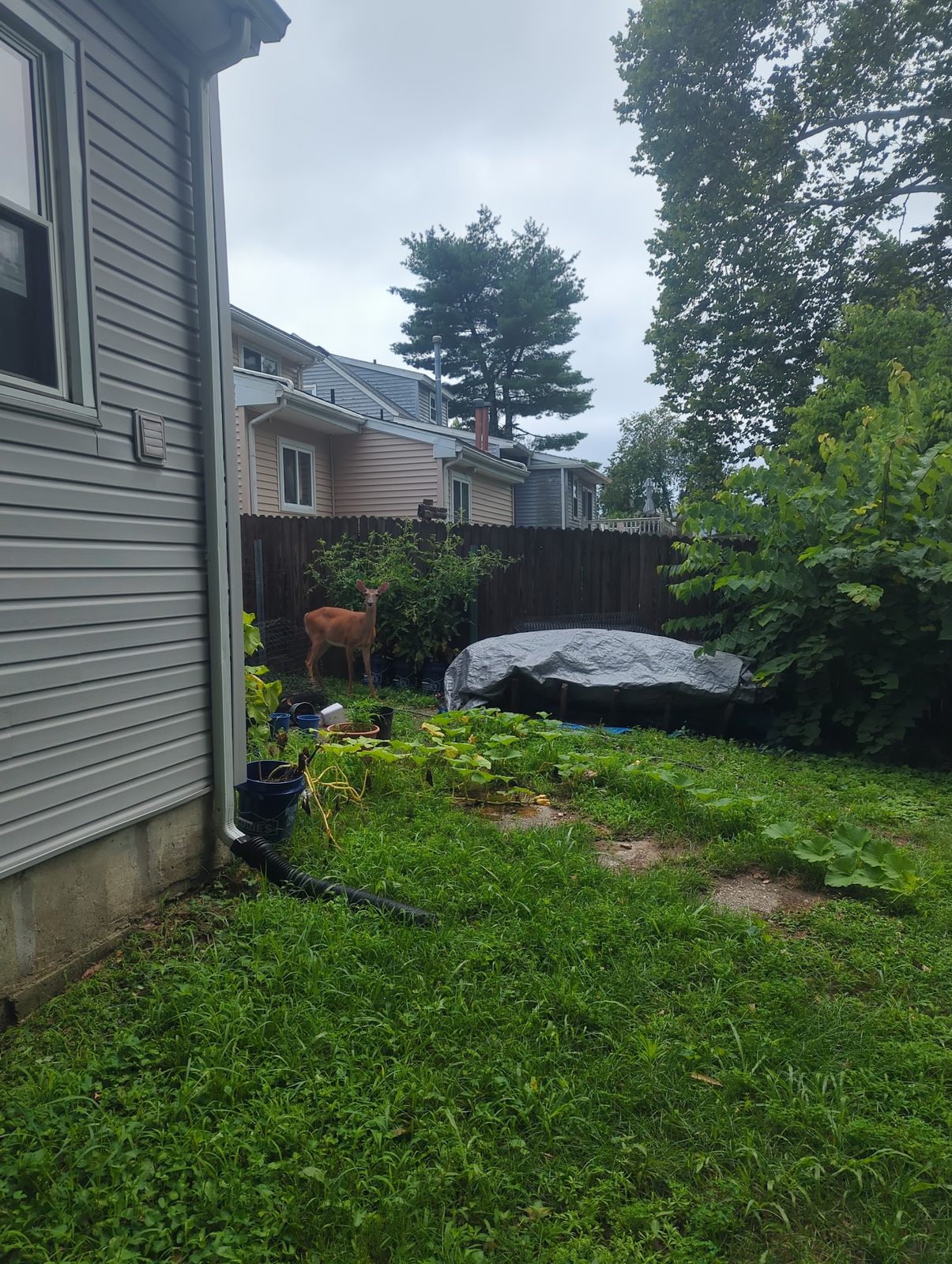 Rainy-day view of the side yard lawn and fence