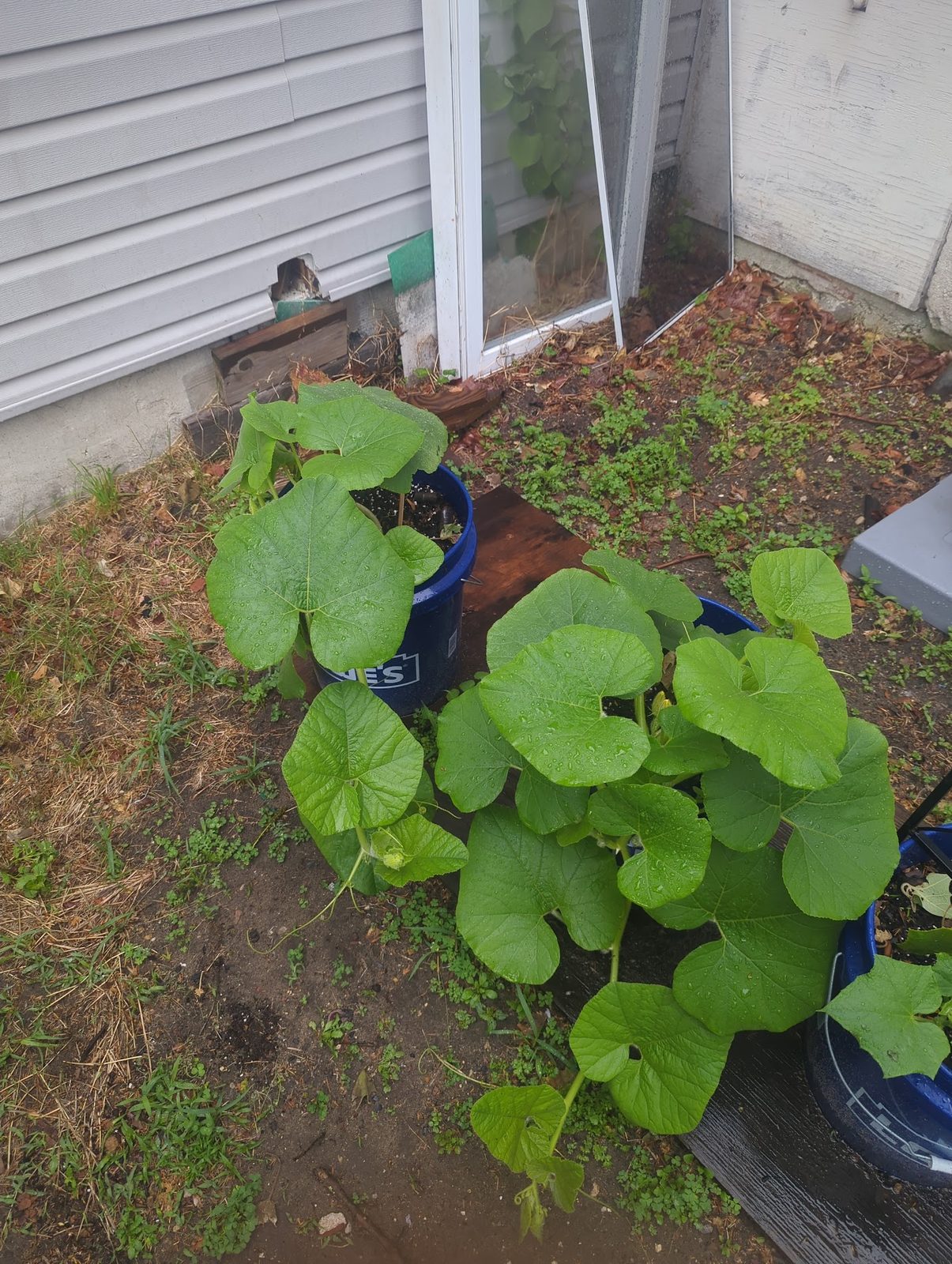 Squash vines growing out of buckets against the foundation