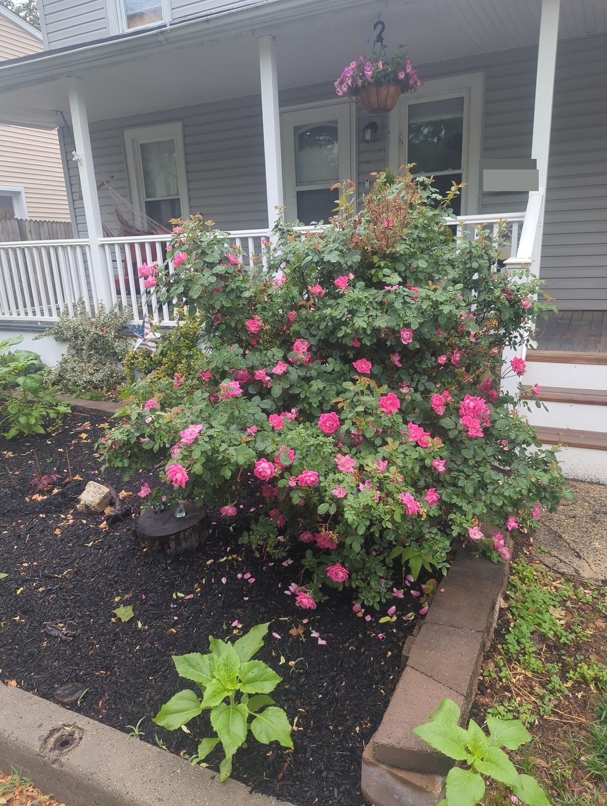 Pink rose bush in full bloom in the front foundation bed