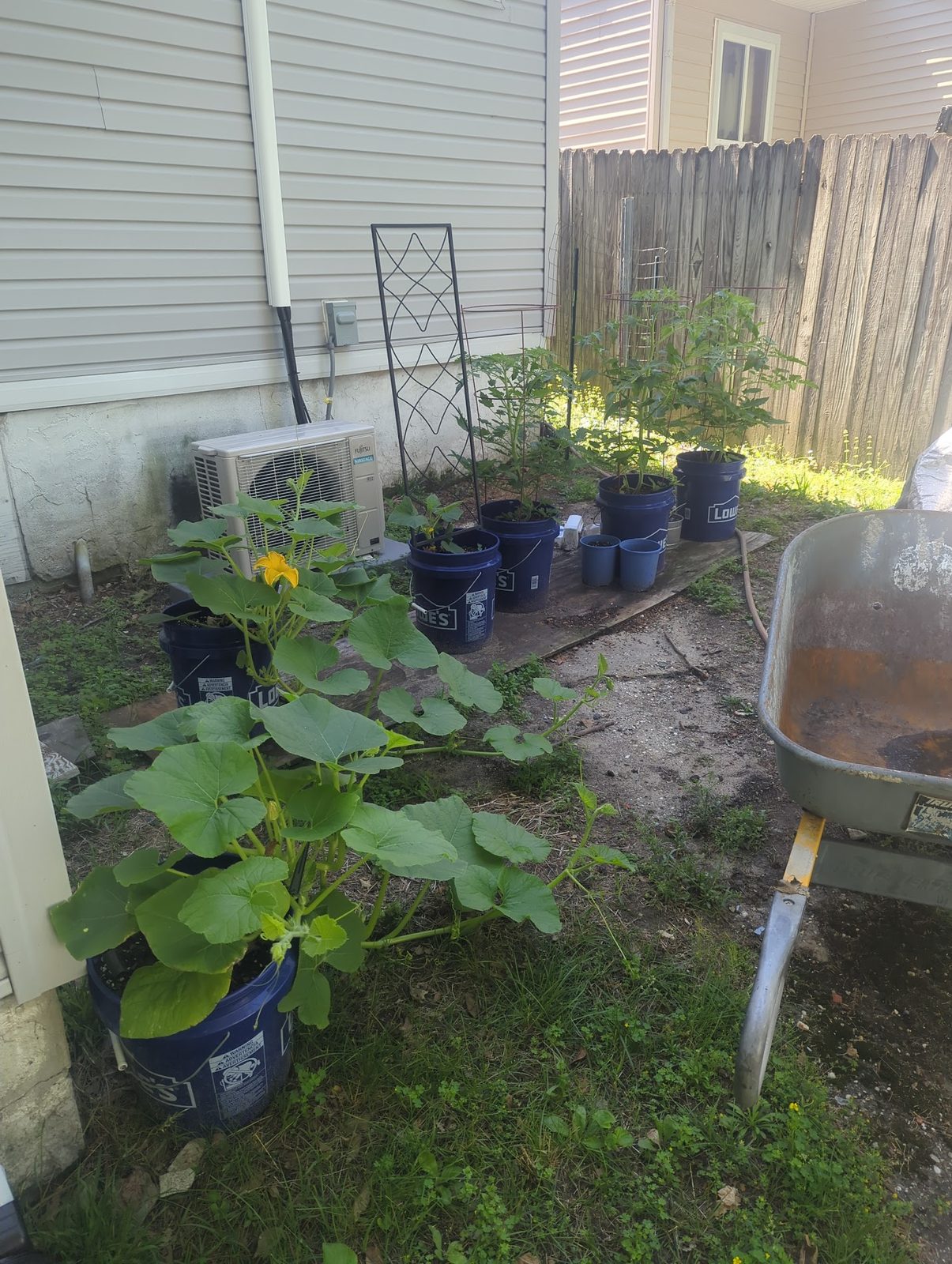 Sunflower and squash vines growing in buckets, wheelbarrow nearby