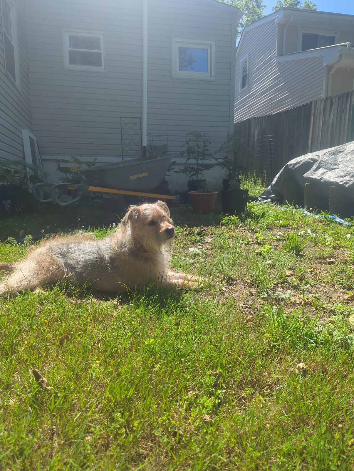 Booker the dog lying in the backyard grass