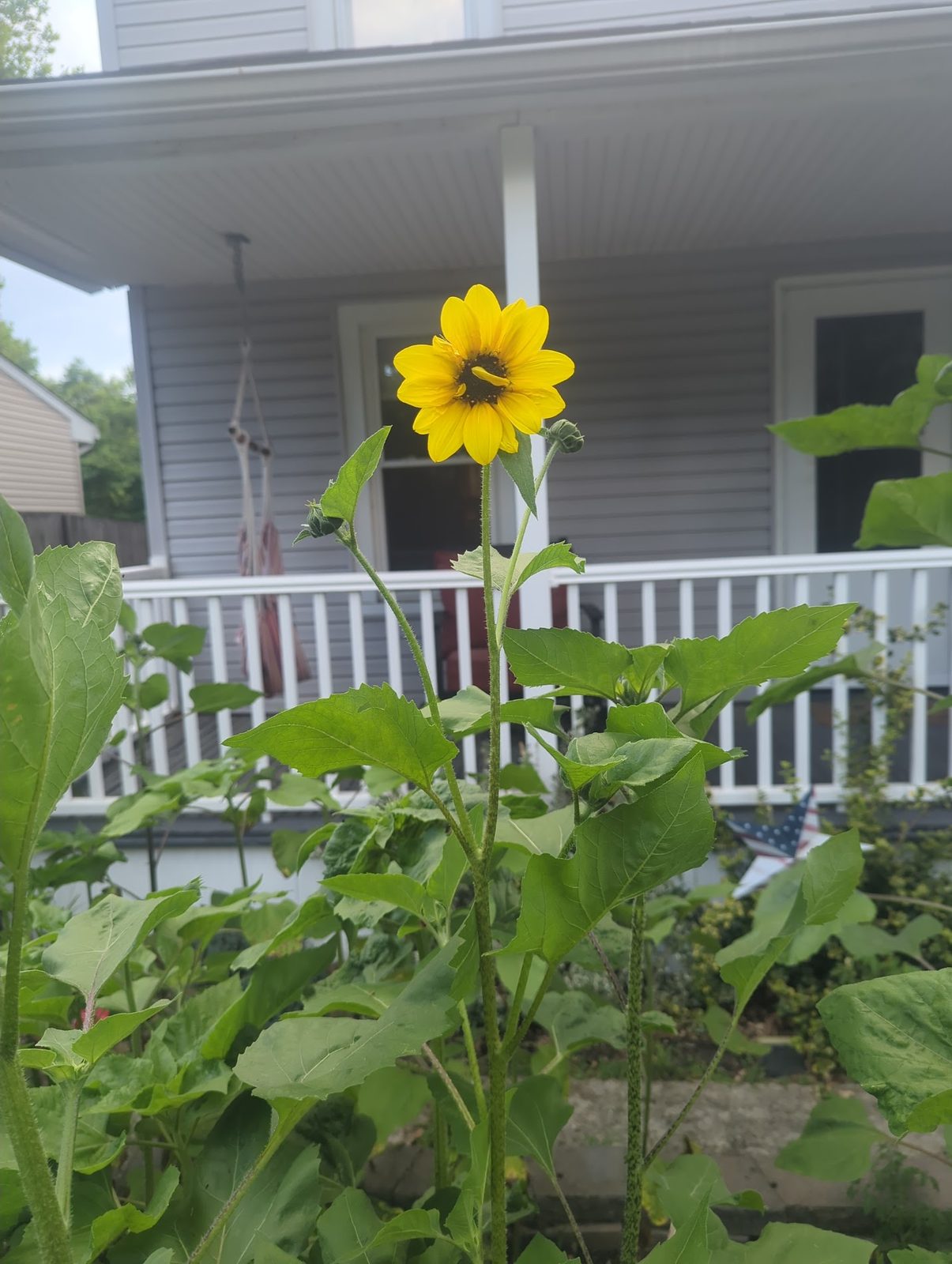 Tall sunflower growing on the front porch steps