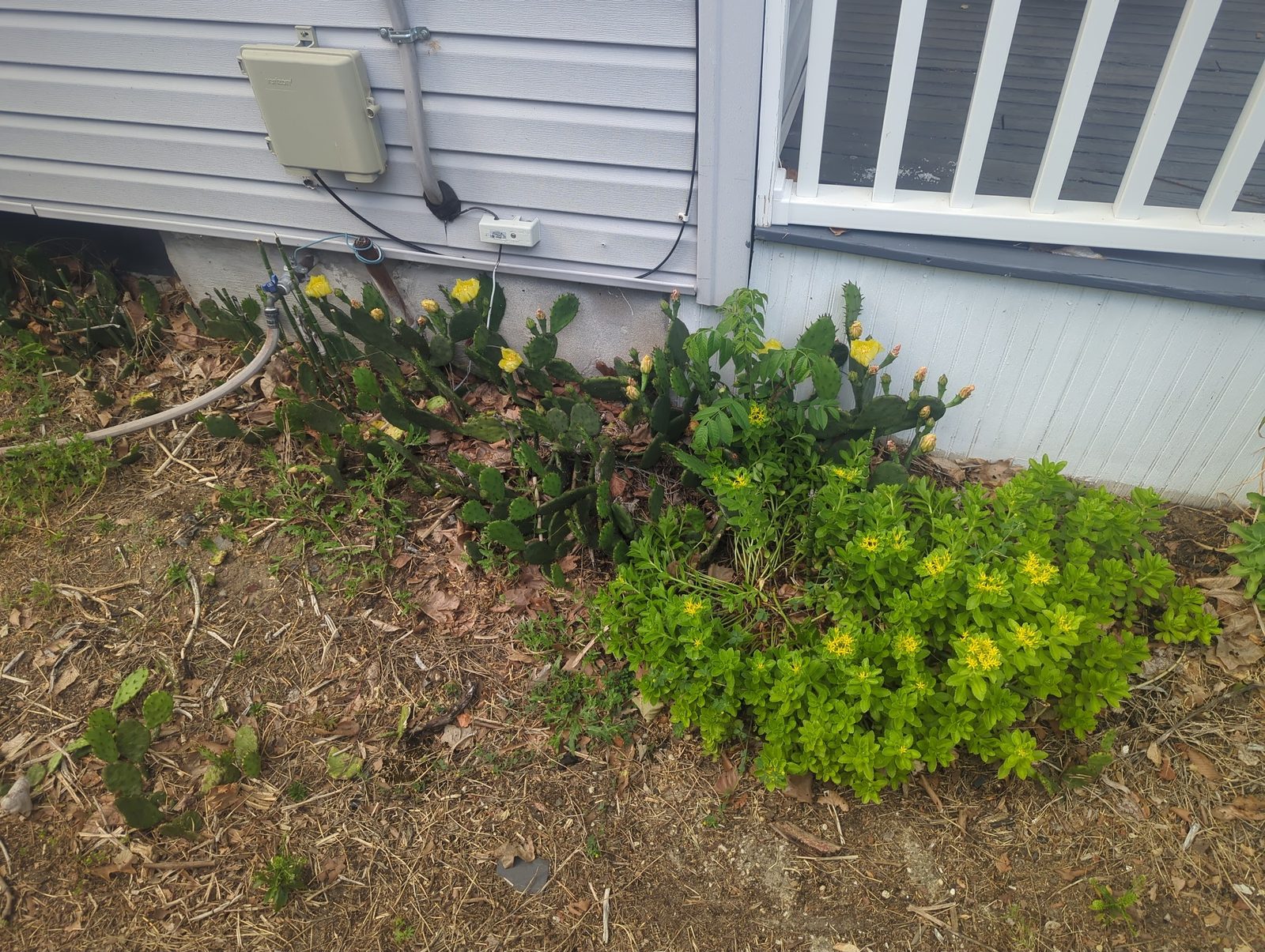 Small flowering groundcover planted along the foundation