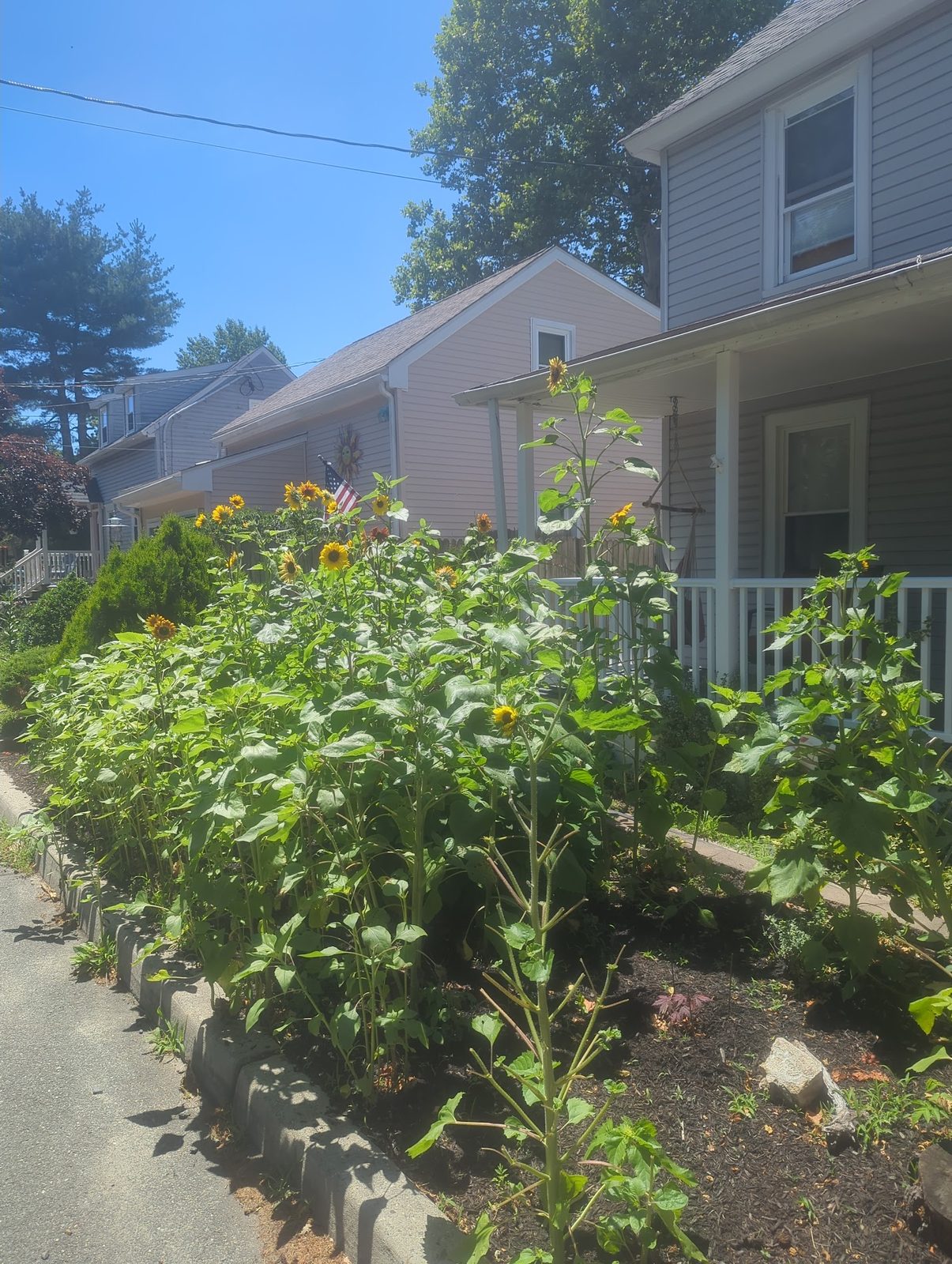 Row of sunflowers growing along the side yard fence line