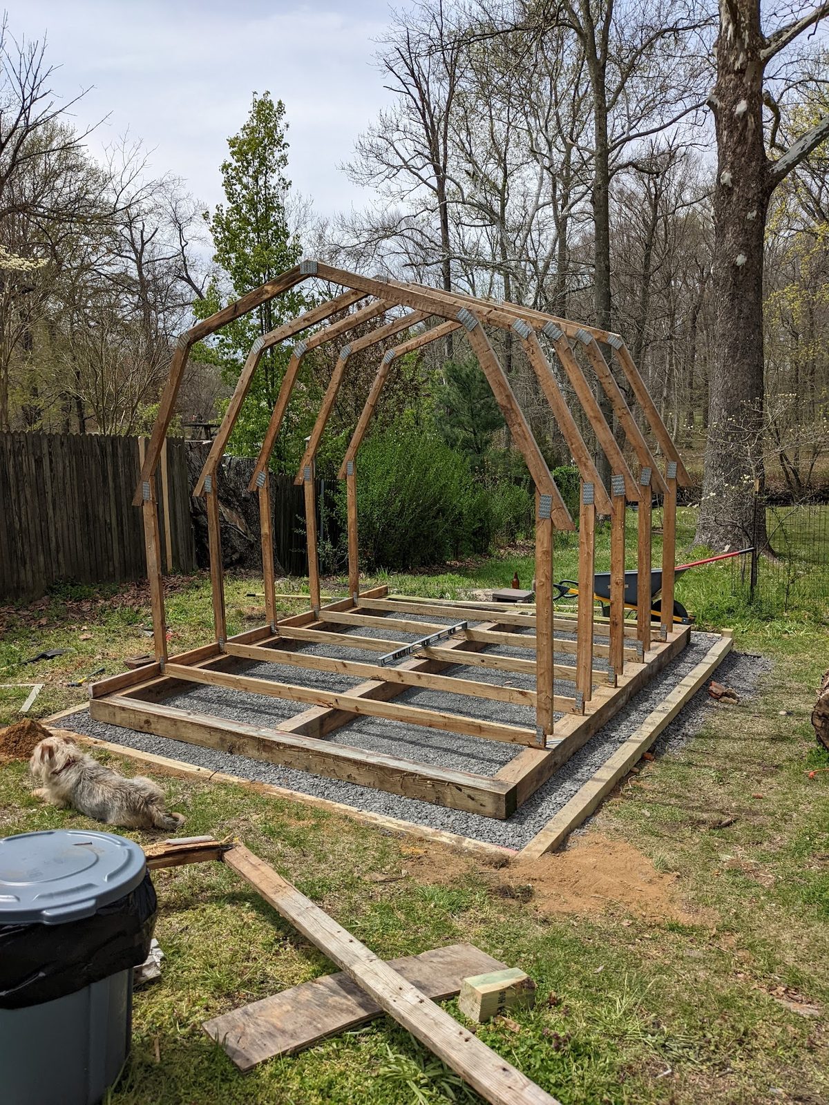 Shed framing going up at home with a mix of salvaged and new studs and rafters